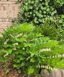 Attēlu rezultāti vaicājumam “Polygonatum multiflorum  leaf”