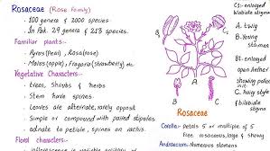 Attēlu rezultāti vaicājumam “Rosaceae”
