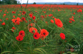 Image result for Papaver rhoeas