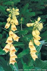 Image result for Digitalis grandiflora