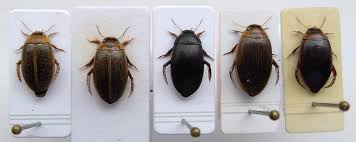 Attēlu rezultāti vaicājumam “Rhantus frontalis”