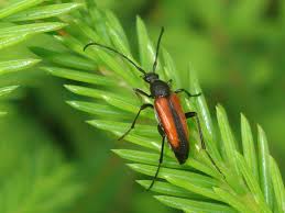 Attēlu rezultāti vaicājumam “Stenurella melanura”