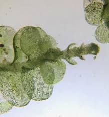 Attēlu rezultāti vaicājumam “Odontoschisma denudatum”