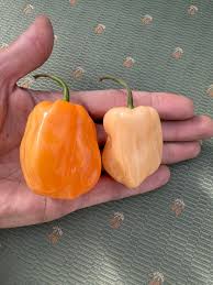 Afbeeldingsresultaat voor peach habanero hot pepper