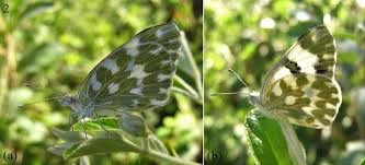 Attēlu rezultāti vaicājumam “Pontia edusa upperside”
