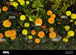 Attēlu rezultāti vaicājumam “Tagetes leaf”