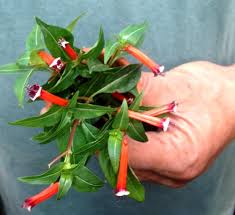 Image result for Cuphea ignea