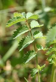 Image result for Sanguisorba minor