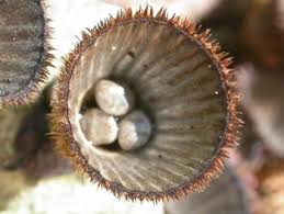 Attēlu rezultāti vaicājumam “Cyathus striatus”