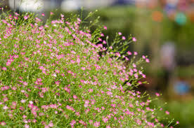 Image result for Gypsophila elegans