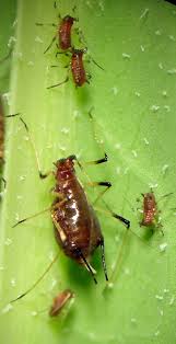 Attēlu rezultāti vaicājumam “Uroleucon cirsii”