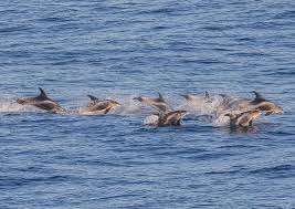 Image result for Lagenorhynchus albirostris