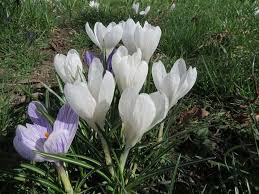 Attēlu rezultāti vaicājumam “Crocus vernus subsp. vernus flower”