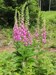 Image result for Digitalis purpurea
