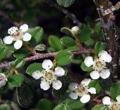 Attēlu rezultāti vaicājumam “Cotoneaster divaricatus”