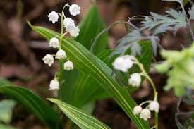 Attēlu rezultāti vaicājumam “Convallaria majalis leaf”