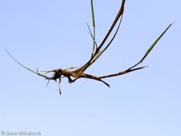Attēlu rezultāti vaicājumam “Agrostis canina”