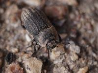 Attēlu rezultāti vaicājumam “Opatrum sabulosum”