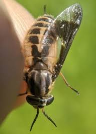 Attēlu rezultāti vaicājumam “Chrysops”