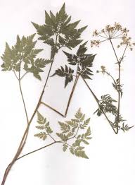 Image result for Chaerophyllum aureum