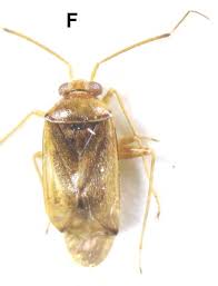 Attēlu rezultāti vaicājumam “Orthops campestris”