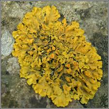 Attēlu rezultāti vaicājumam “Xanthoria parietina”