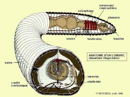 Attēlu rezultāti vaicājumam “Annelides”