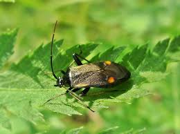 Attēlu rezultāti vaicājumam “Adelphocoris seticornis”