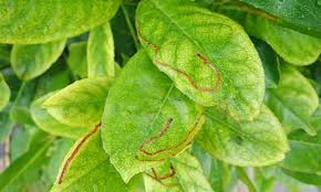 Attēlu rezultāti vaicājumam “Lyonetia clerkella”