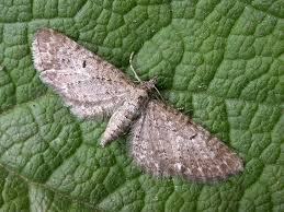 Attēlu rezultāti vaicājumam “Eupithecia satyrata”