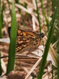 Attēlu rezultāti vaicājumam “Carterocephalus palaemon”