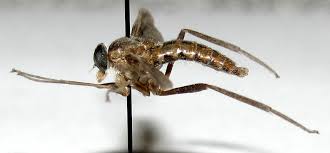 Attēlu rezultāti vaicājumam “Rhagionidae”