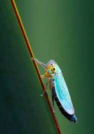 Attēlu rezultāti vaicājumam “Cicadella viridis female”