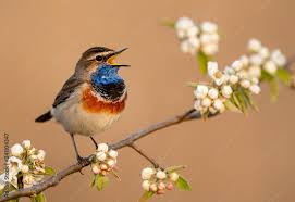 Attēlu rezultāti vaicājumam “Luscinia svecica”