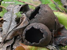 Attēlu rezultāti vaicājumam “Urnula craterium”