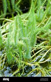 Attēlu rezultāti vaicājumam “Hippuridaceae”