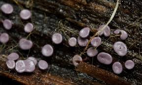 Attēlu rezultāti vaicājumam “Diderma hemisphaericum macro”