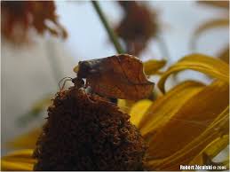 Attēlu rezultāti vaicājumam “Drepanepteryx phalaenoides”