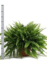 Image result for НЕФРОЛЕПИС (Nephrolepis
