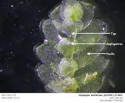 Attēlu rezultāti vaicājumam “Calypogeia muelleriana”