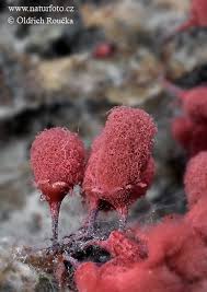 Attēlu rezultāti vaicājumam “Arcyria denudata young”