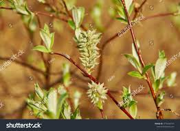Attēlu rezultāti vaicājumam “Salix lapponum leaf”
