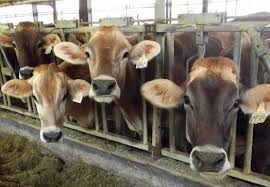 Image result for ganado bovino