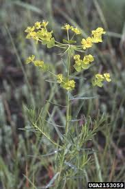 Attēlu rezultāti vaicājumam “Euphorbia virgata flower”