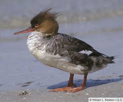 Attēlu rezultāti vaicājumam “Mergus serrator female”