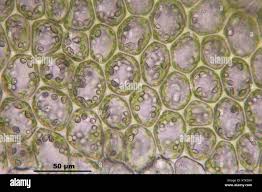 Attēlu rezultāti vaicājumam “Barbilophozia barbata”