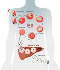 Attēlu rezultāti vaicājumam “Enteridium olivaceum plasmodium”