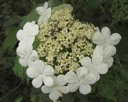 Attēlu rezultāti vaicājumam “Adoxaceae”