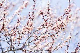 Attēlu rezultāti vaicājumam “Prunus (plum-tree)”