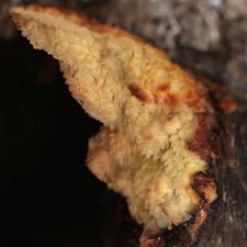 Attēlu rezultāti vaicājumam “Sarcodontia crocea”